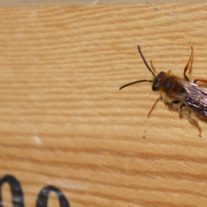 Gæst(er) på insekthotellet