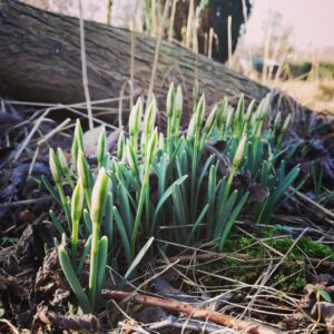 Vintergækker på spring
