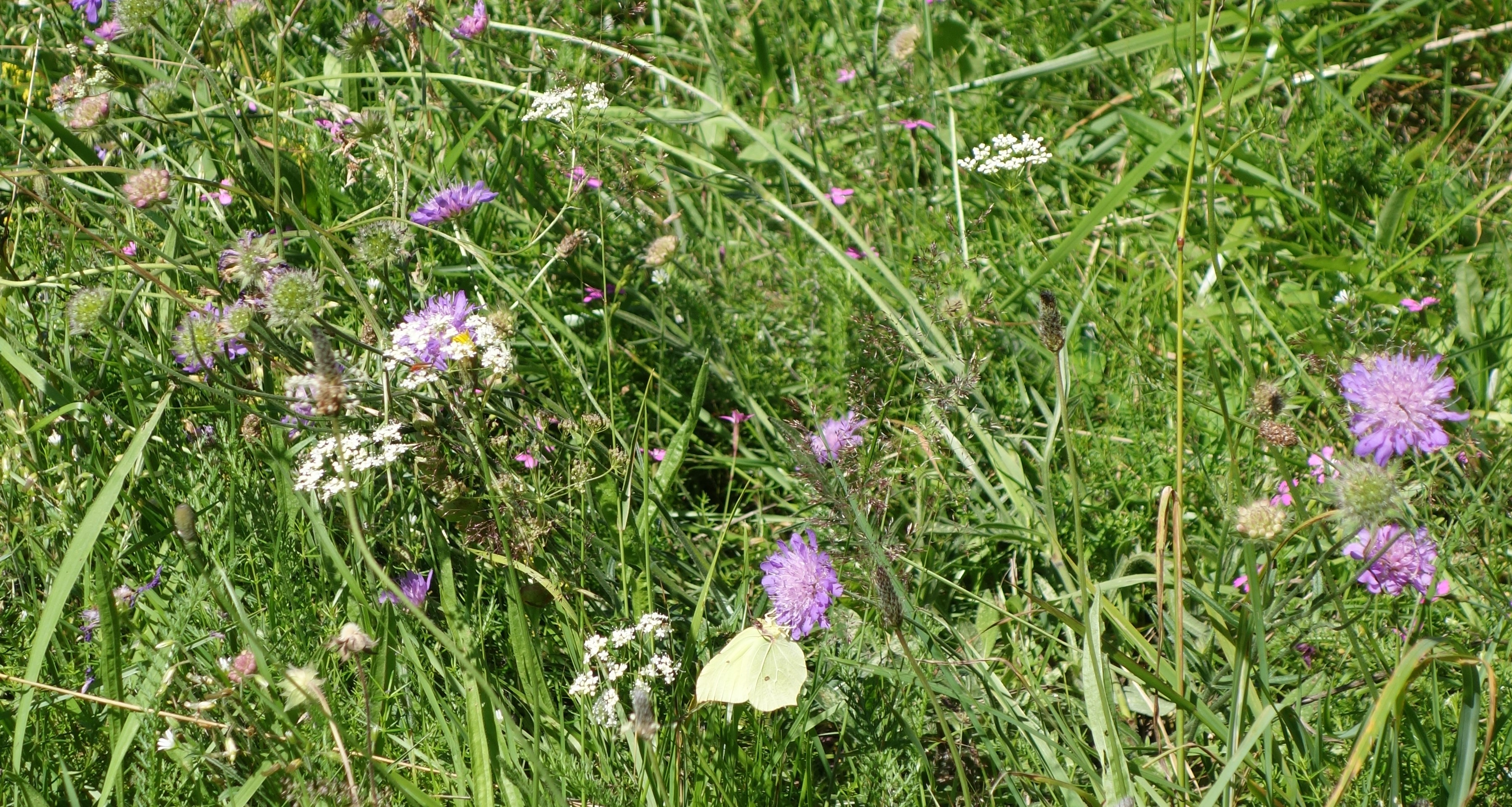 Lad blomsterengen indfinde sig