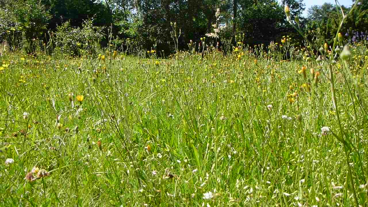 Blomster i plænen
