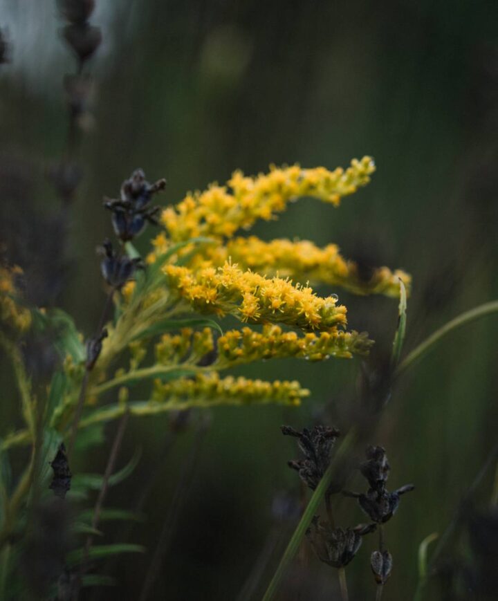bright blooming goldenrods on thin stems in field